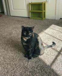 Lost Female Cat last seen Greenwood neighborhood , Pflugerville, TX 78660