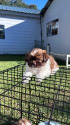 Lost Female Dog last seen Floynell & Hillyard, Baton Rouge, LA 70809
