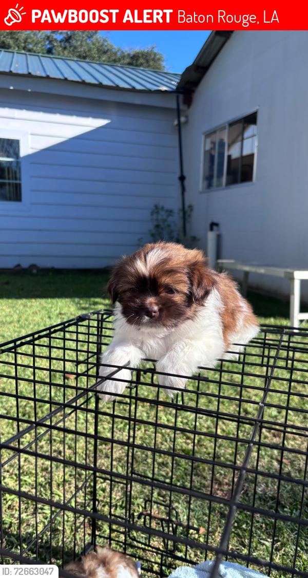 Lost Female Dog last seen Floynell & Hillyard, Baton Rouge, LA 70809