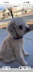 Found/Stray Male Dog last seen Washington and Linn Lane, Sunrise Manor, NV 89110