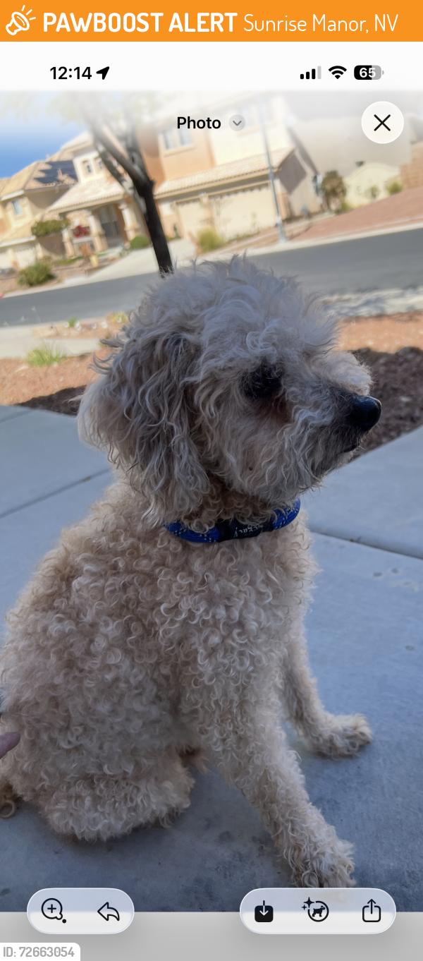 Found/Stray Male Dog last seen Washington and Linn Lane, Sunrise Manor, NV 89110