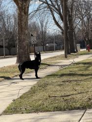 Found/Stray Male Dog last seen Edgerton & Ingalls, Joliet, IL 60435