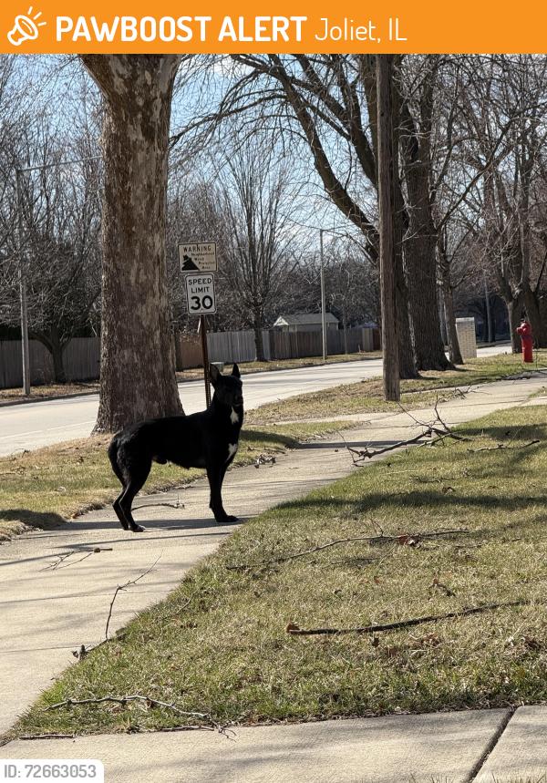 Found/Stray Male Dog last seen Edgerton & Ingalls, Joliet, IL 60435