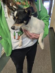 Found/Stray Male Dog last seen Maize ct and Maize, Wichita, KS 67209
