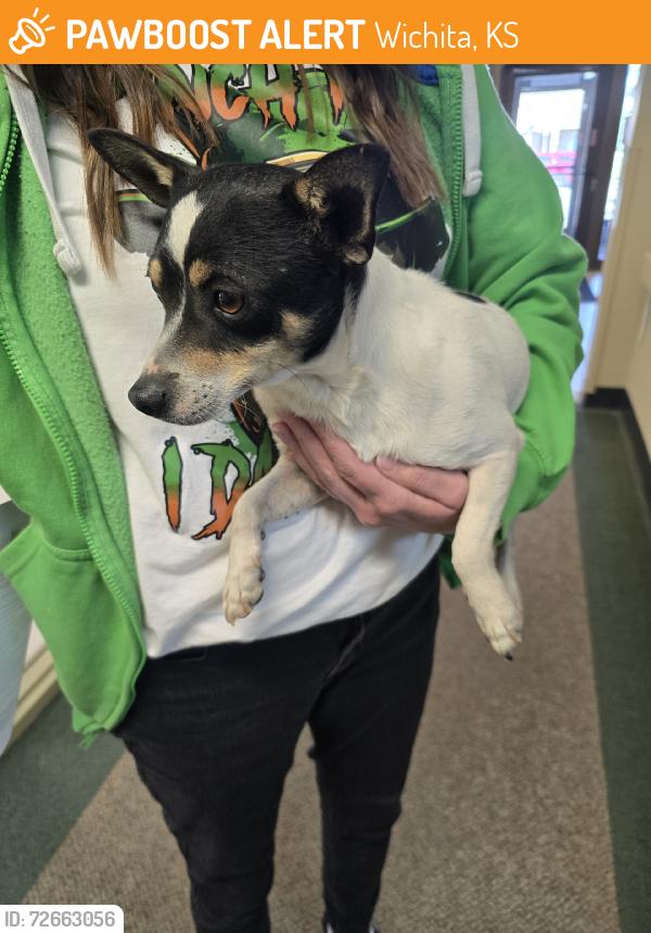 Found/Stray Male Dog last seen Maize ct and Maize, Wichita, KS 67209