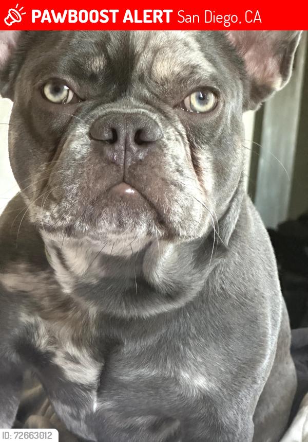 Lost Male Dog last seen 47th St. Trolley Station/ Imperial Ave., San Diego, CA 92102
