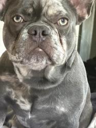 Lost Male Dog last seen 47th St. Trolley Station/ Imperial Ave., San Diego, CA 92102