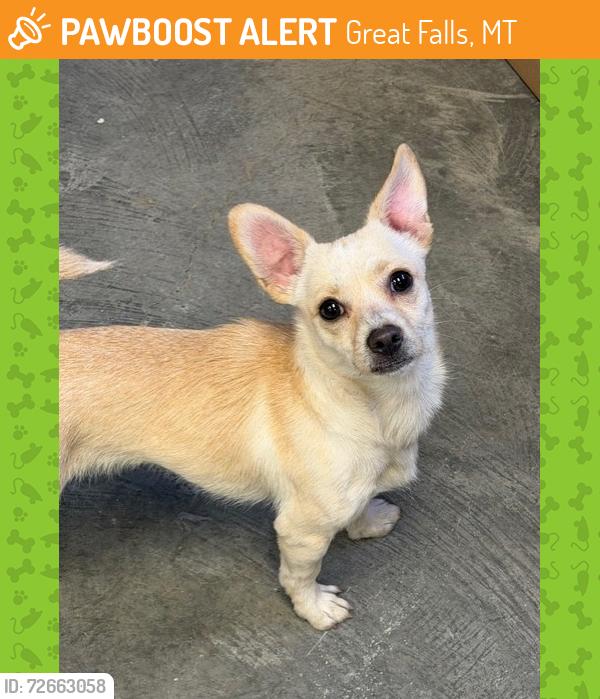 Found/Stray Male Dog last seen northpoint dr and black eagle rd, Great Falls, MT 59404