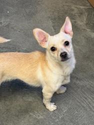 Found/Stray Male Dog last seen northpoint dr and black eagle rd, Great Falls, MT 59404