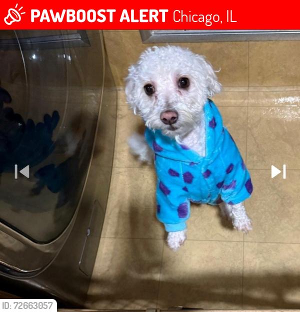 Lost Male Dog last seen Near w wellintong ave, Chicago, IL 60641