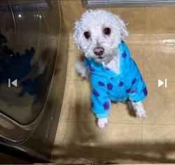 Lost Male Dog last seen Near w wellintong ave, Chicago, IL 60641