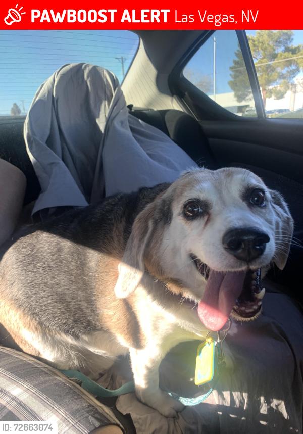 Lost Male Dog last seen Twain and Boulder hwy, Las Vegas, NV 89121