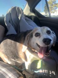Lost Male Dog last seen Twain and Boulder hwy, Las Vegas, NV 89121