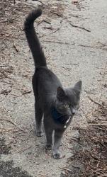 Found/Stray Unknown Cat last seen Overlook Terrace & W 186th St New York, NY 10033, New York, NY 10033