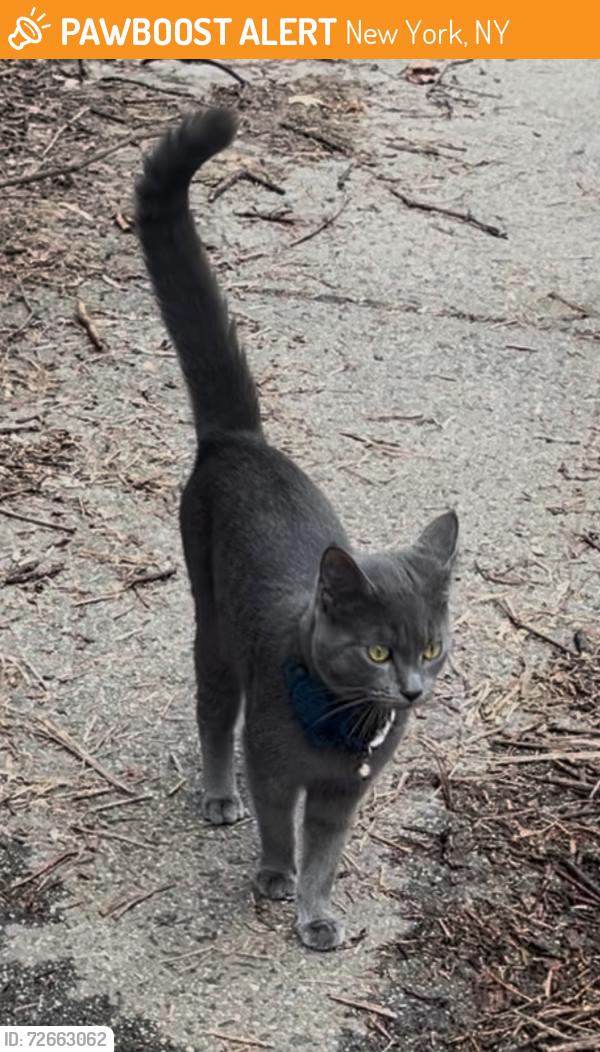 Found/Stray Unknown Cat last seen Overlook Terrace & W 186th St New York, NY 10033, New York, NY 10033