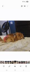 Lost Female Dog last seen Bane rd, Mullins, SC 29574