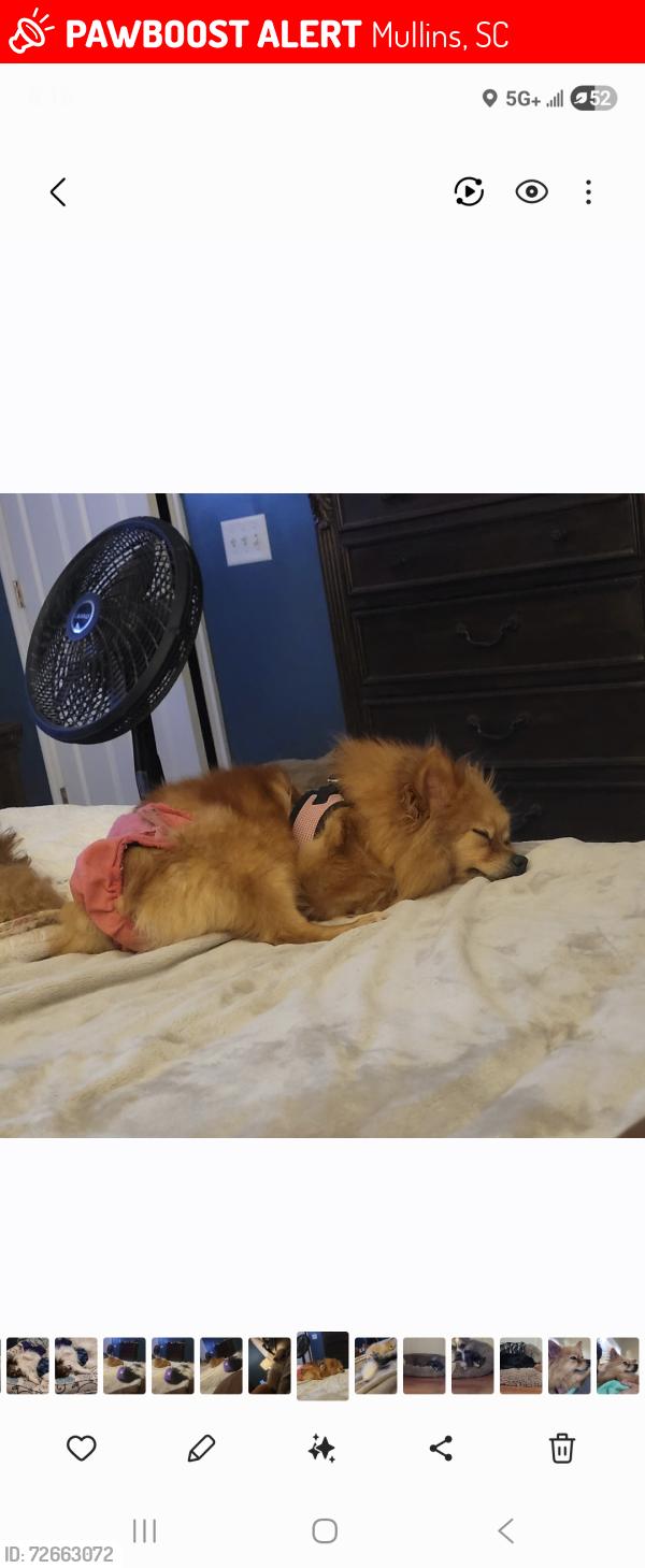 Lost Female Dog last seen Bane rd, Mullins, SC 29574