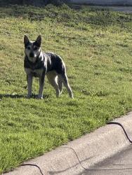 Found/Stray Unknown Dog last seen Stop sign on 4200 S Adam’s this morning, Fort Worth, TX 76115