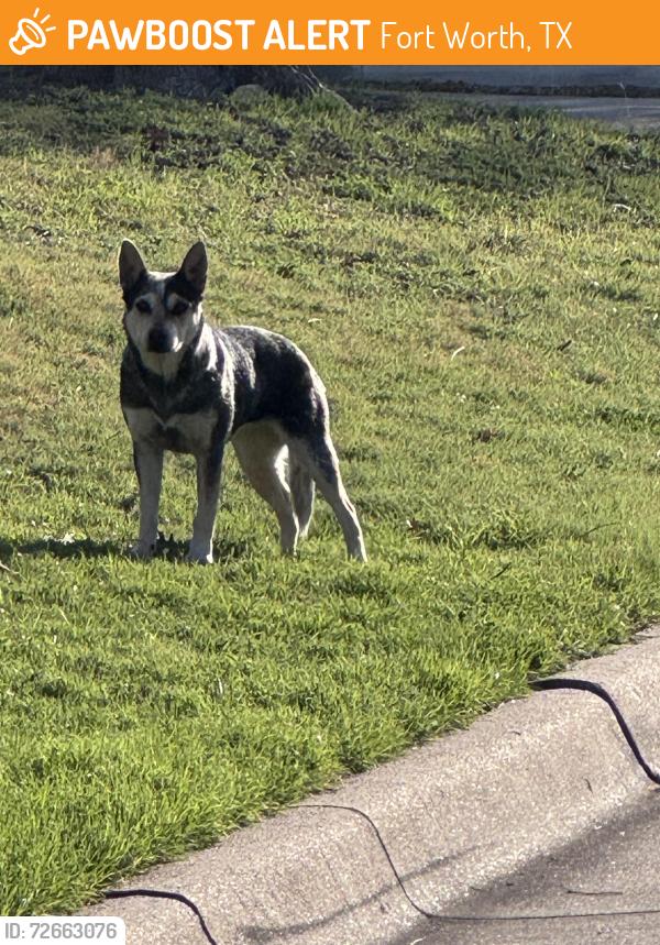 Found/Stray Unknown Dog last seen Stop sign on 4200 S Adam’s this morning, Fort Worth, TX 76115