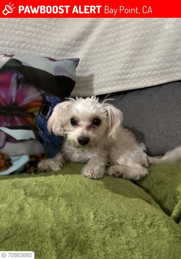 Lost Female Dog last seen Anchor dr, Bay point, Bay Point, CA 94565