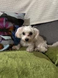 Lost Female Dog last seen Anchor dr, Bay point, Bay Point, CA 94565