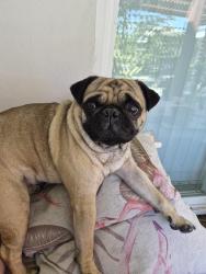 Lost Male Dog last seen Beach & Orangewood, Anaheim, CA 92804