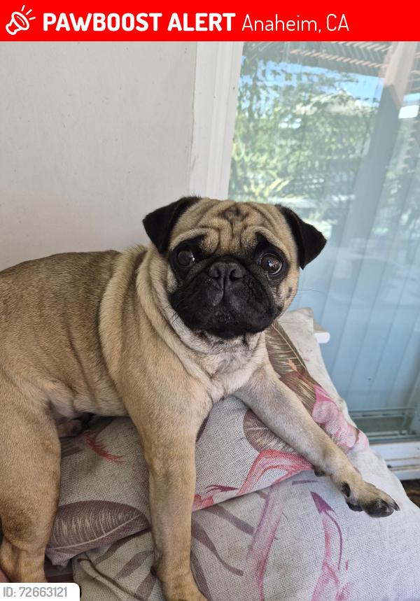 Lost Male Dog last seen Beach & Orangewood, Anaheim, CA 92804