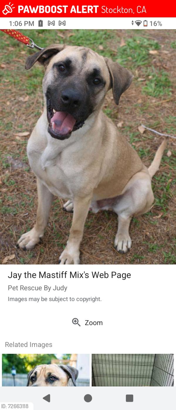 Lost Male Dog last seen Flint ave, Stockton, CA 95206