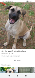 Lost Male Dog last seen Flint ave, Stockton, CA 95206