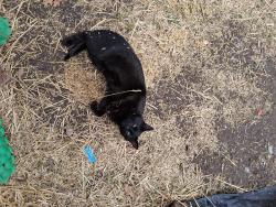 Found/Stray Male Cat last seen Frankfort  Ave, Tulsa, OK 74110
