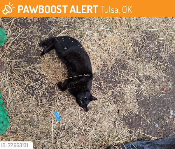 Found/Stray Male Cat last seen Frankfort  Ave, Tulsa, OK 74110
