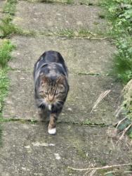 Found/Stray Unknown Cat last seen Borrowdale road, northfield, bham b31, West Midlands, England B31 5QL