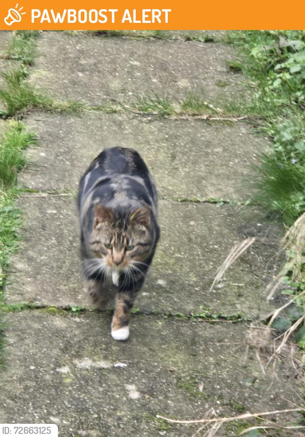 Found/Stray Unknown Cat last seen Borrowdale road, northfield, bham b31, West Midlands, England B31 5QL