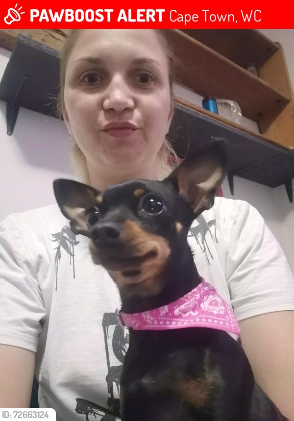 Lost Female Dog last seen Train rail Joostenberg vlakte , Cape Town, WC 7570