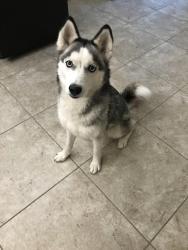 Lost Female Dog last seen Penny Brook Chapel, Trussville, AL 35173