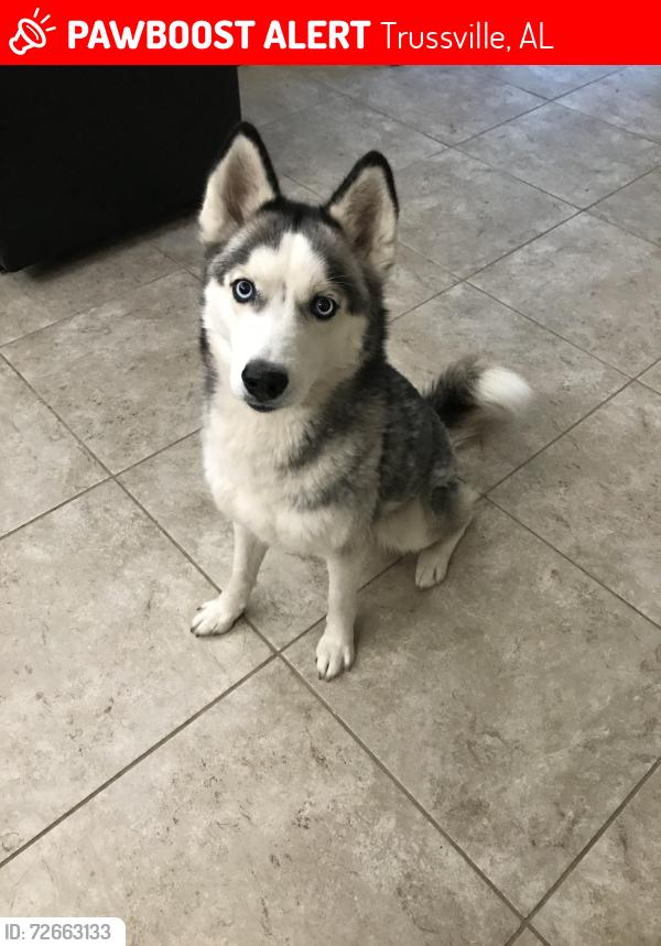 Lost Female Dog last seen Penny Brook Chapel, Trussville, AL 35173