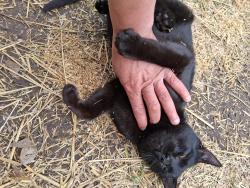 Found/Stray Male Cat last seen Near & Frankfort Ave( north tulsa), Tulsa, OK 74110