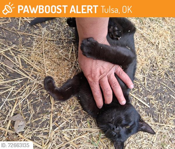 Found/Stray Male Cat last seen Near & Frankfort Ave( north tulsa), Tulsa, OK 74110