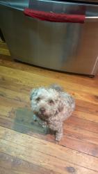 Lost Male Dog last seen E henry, Tampa, FL 33610