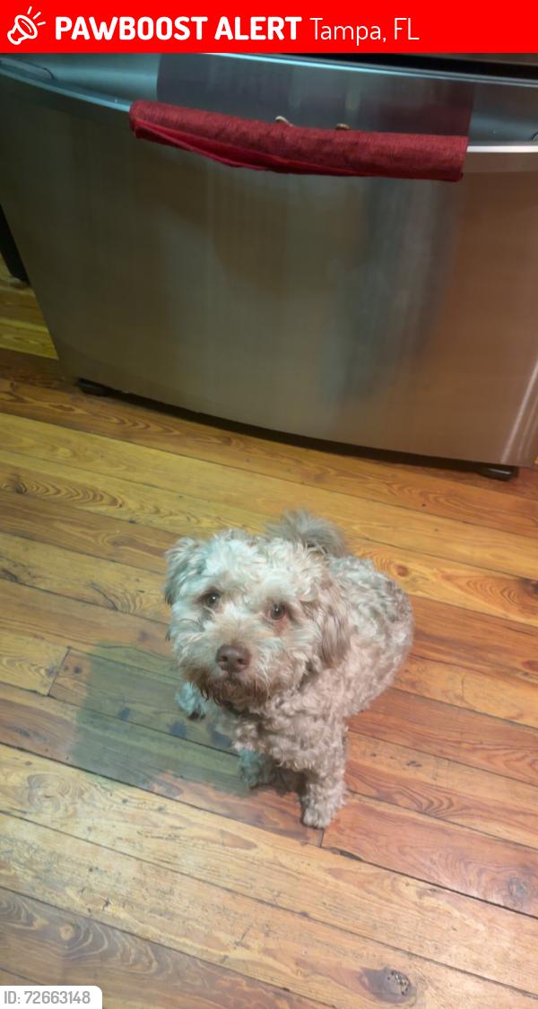 Lost Male Dog last seen E henry, Tampa, FL 33610