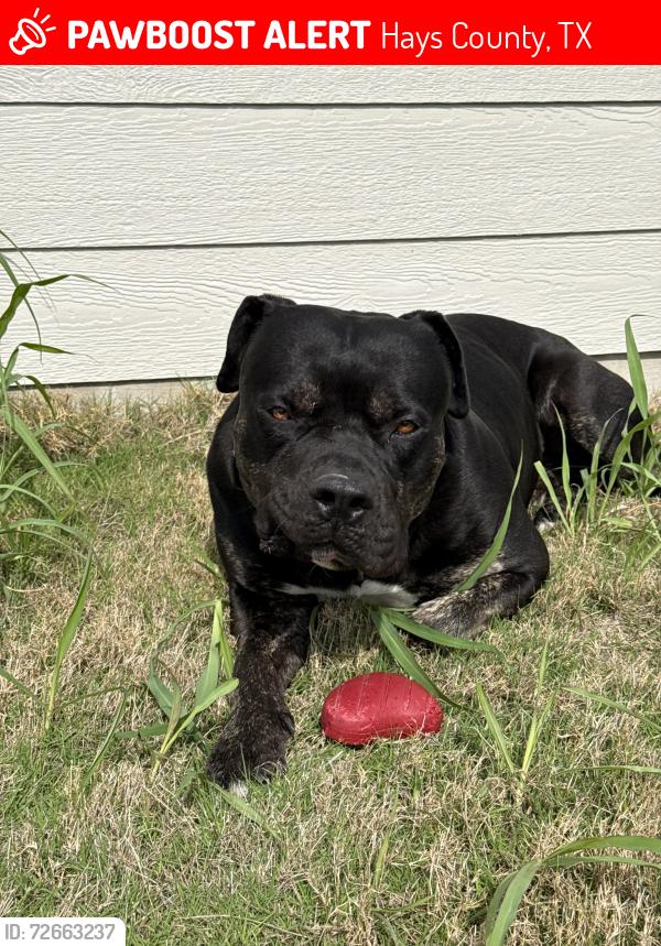 Lost Male Dog last seen Yarrington Rd, Hays County, TX 78656