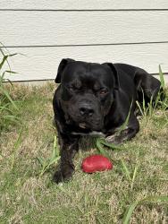 Lost Male Dog last seen Yarrington Rd, Hays County, TX 78656