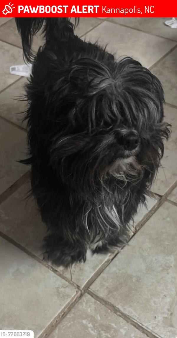 Lost Male Dog last seen Goldfish rd, Kannapolis, NC 28083