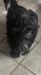 Lost Male Dog last seen Goldfish rd, Kannapolis, NC 28083