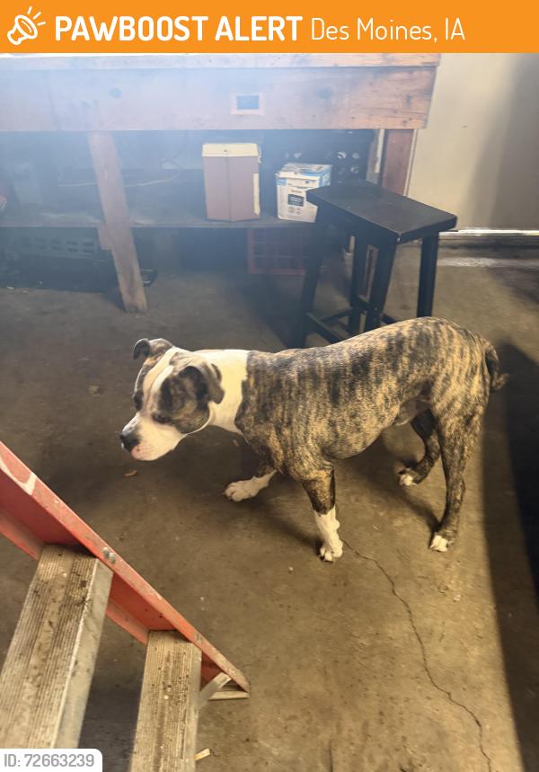 Found/Stray Male Dog last seen Tiffin , Des Moines, IA 50317