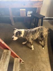 Found/Stray Male Dog last seen Tiffin , Des Moines, IA 50317