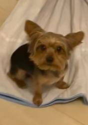 Lost Male Dog last seen Triple crown ln and Preakness drive, Grand Prairie, TX 75051