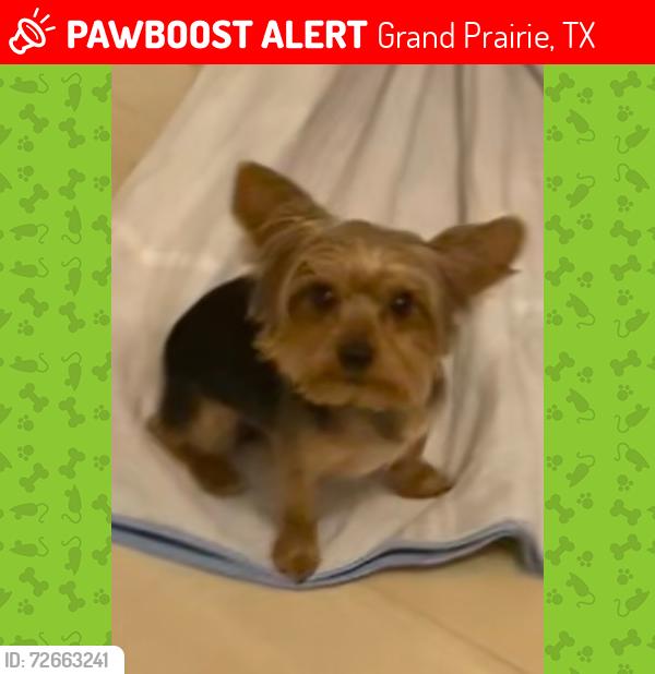 Lost Male Dog last seen Triple crown ln and Preakness drive, Grand Prairie, TX 75051