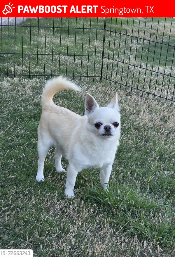 Lost Male Dog last seen Sandlin Ln, Springtown, TX 76082