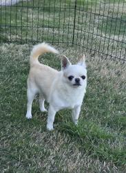 Lost Male Dog last seen Sandlin Ln, Springtown, TX 76082